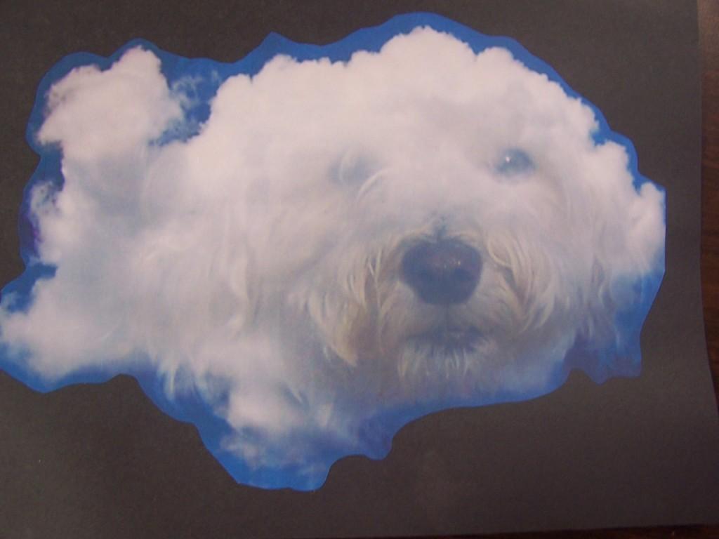 Fluffy dog in the sky