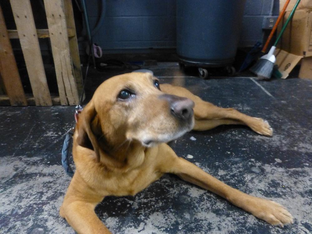 Jenna Tuthill's dog also named Sandy will be playing Annie's dog, also named Sandy, in the school play. 