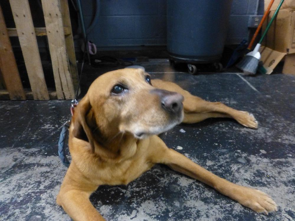 Jenna Tuthills dog also named Sandy will be playing Annies dog, also named Sandy, in the school play. 