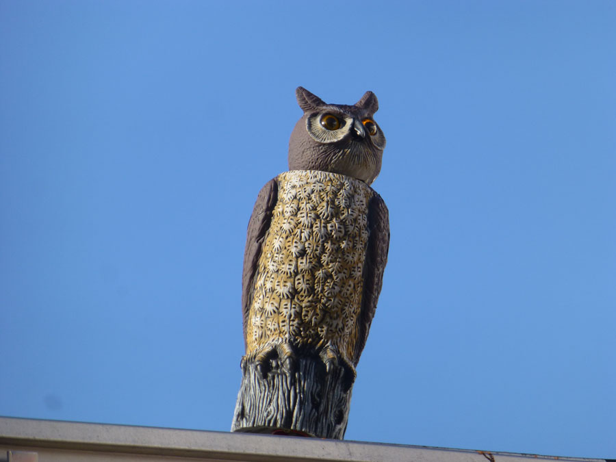 owl-jenna