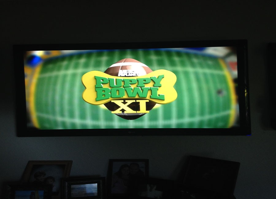 Ruff ruffles fluffs' fur in Puppy Bowl