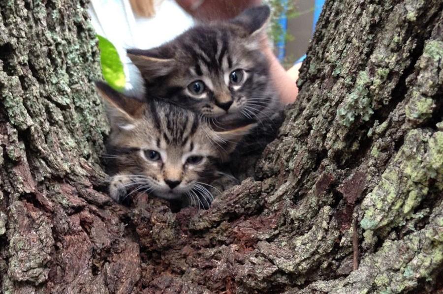 Kittens stuck in a tree on September 22nd, 2015.