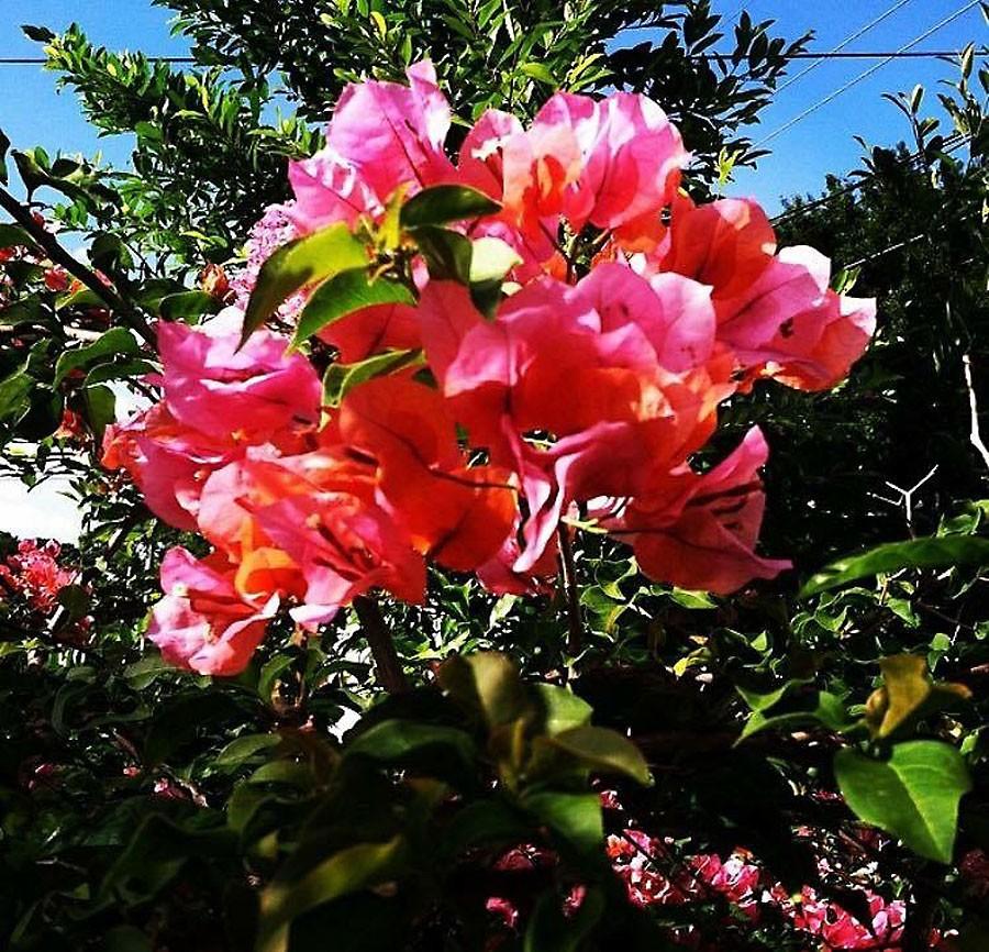 Students can get involved in volunteer programs that deal with planting and gardening. 