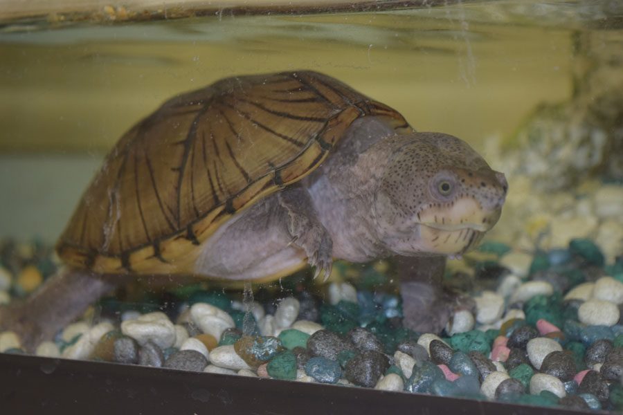 Vinny the turtle, who lived in Mrs. Copellos classroom, is an example of a pet.  Your pet can help you relieve stress according to Psychology Today.