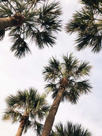Hanging out under the palms could be a good way to spend summer.
