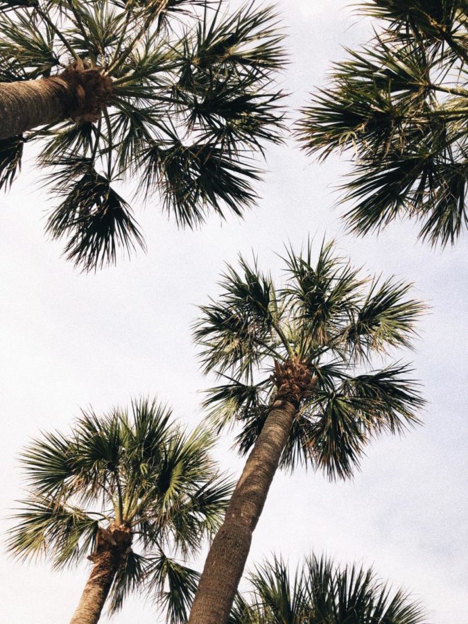 Hanging+out+under+the+palms+could+be+a+good+way+to+spend+summer.