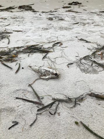 At Clearwater Beach on September 10th, 2021, the aftermath of red tides is all over the shoreline as dead fish pop up everywhere. 