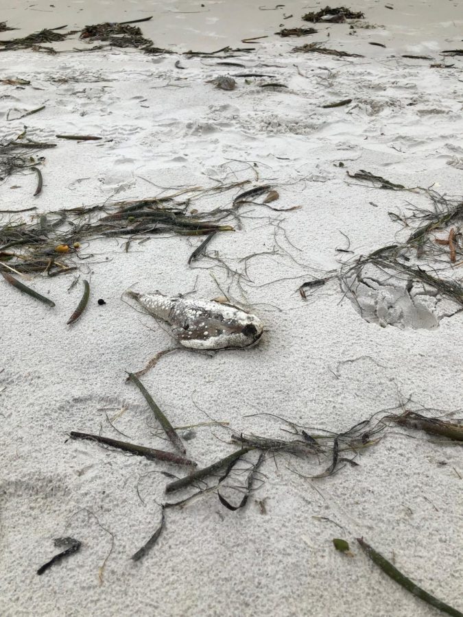 At+Clearwater+Beach+on+September+10th%2C+2021%2C+the+aftermath+of+red+tides+is+all+over+the+shoreline+as+dead+fish+pop+up+everywhere.+