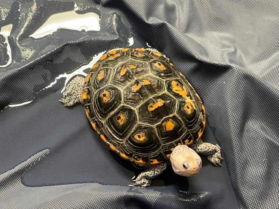 Tampa Bay Watch brought a turtle to our classroom. 