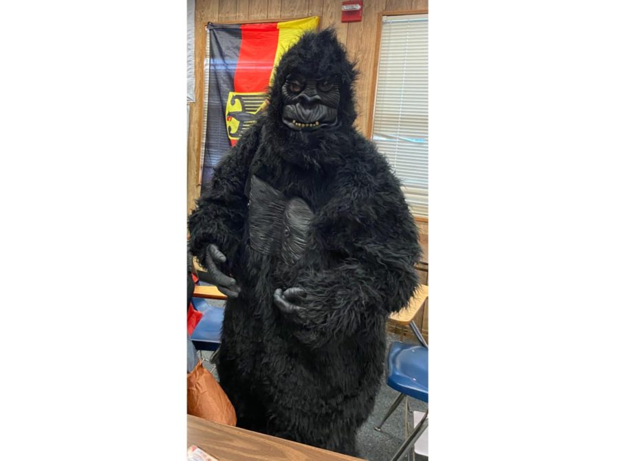 Gorilla spotted during spirit week.