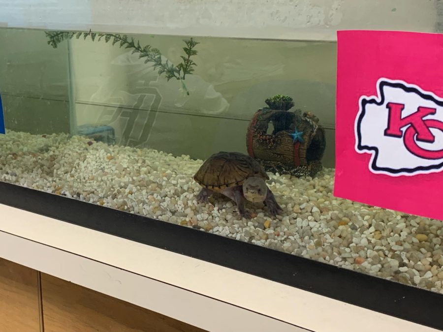 Vinny the Turtle in Ms. Copellos Marine Science class getting ready for the Superbowl.