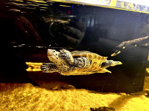 Little Turtle from the Clearwater Aquarium. 