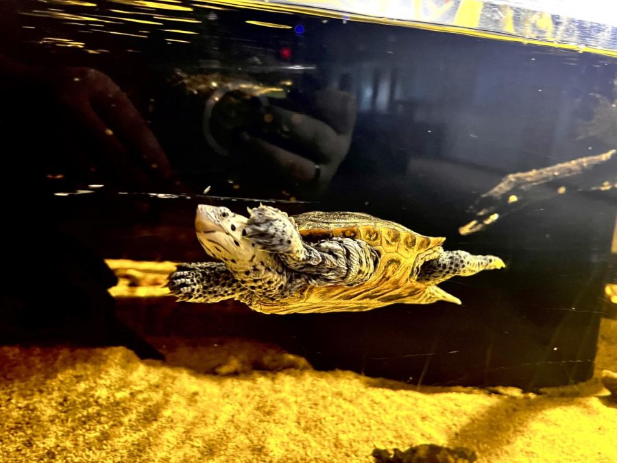 Little Turtle from the Clearwater Aquarium.