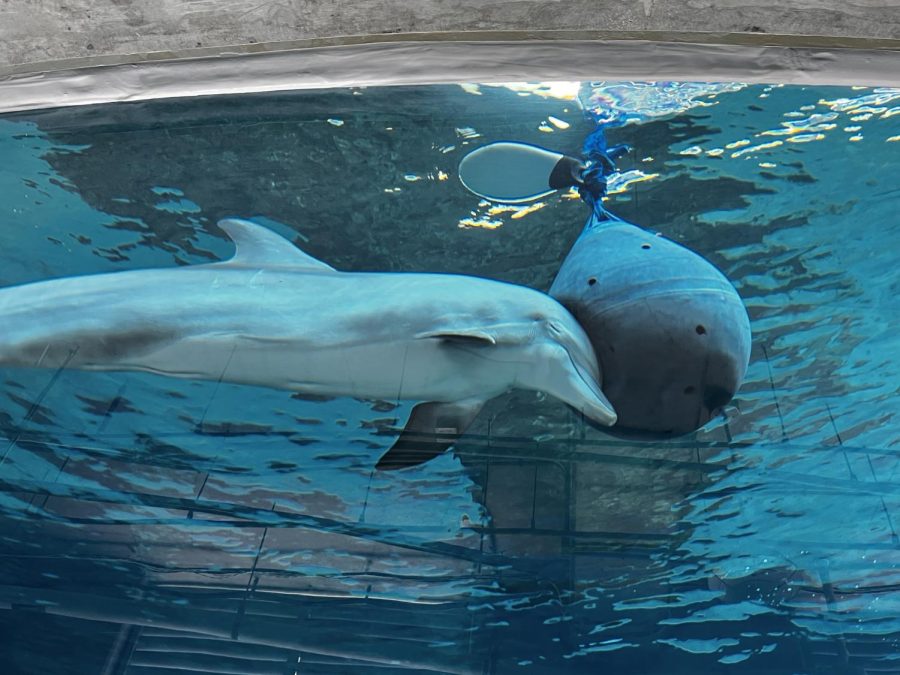 A dolphin playing with his toy. 