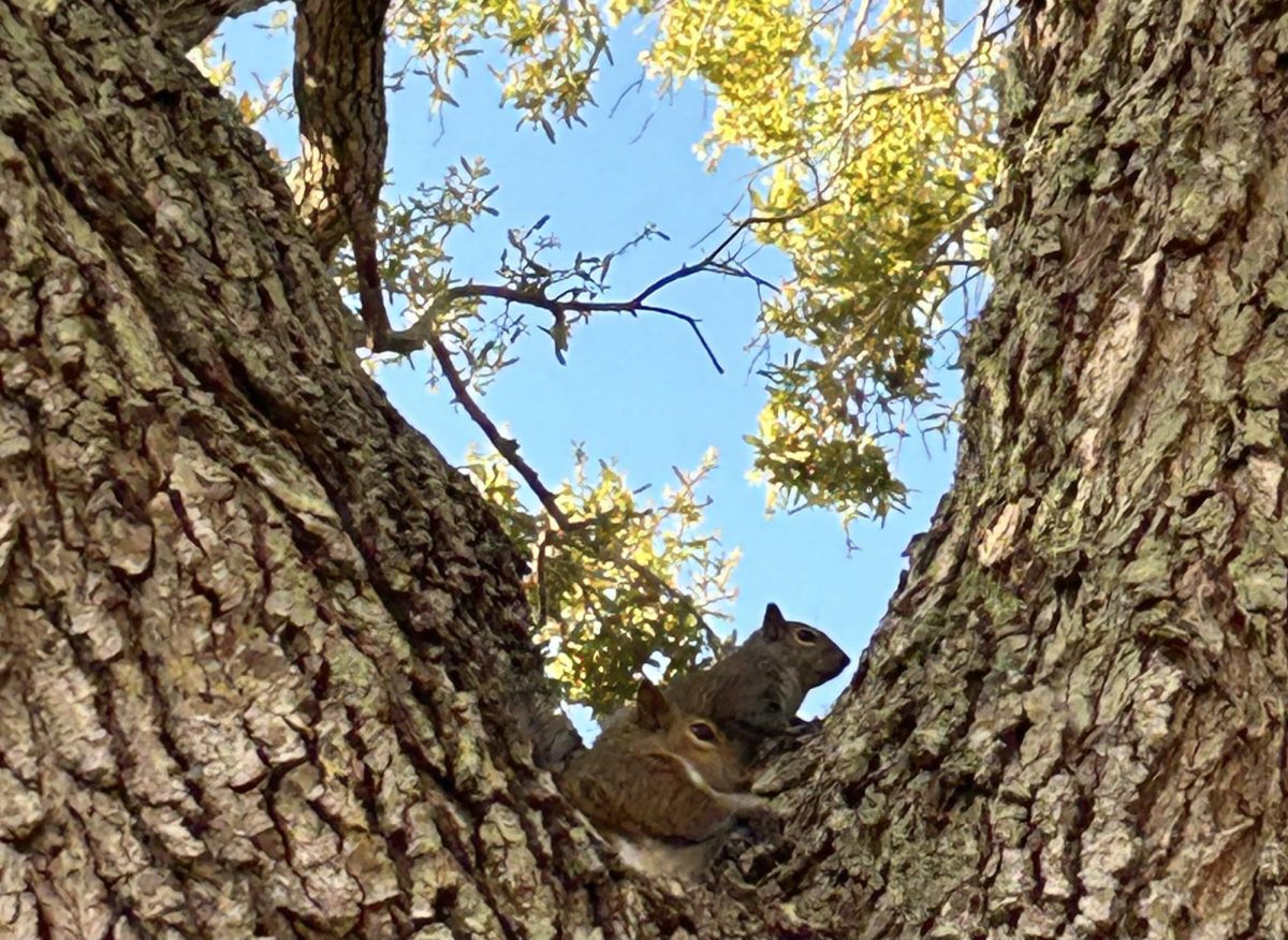A couple of squirrels in an Osceola High School tree. 