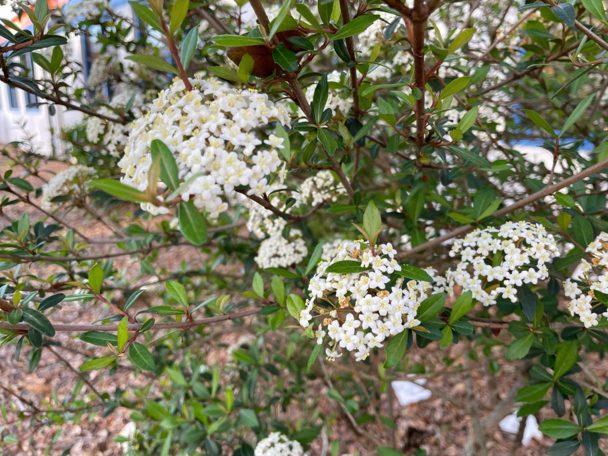 A bush of budding flowers in the rose garden at Osceola.