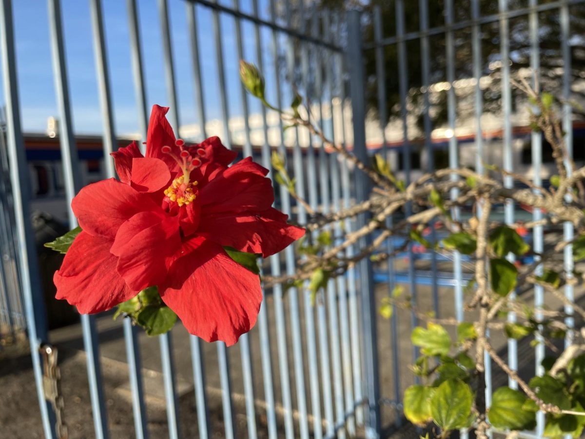 A red hibiscus flower in bloom on the Osceola High school grounds