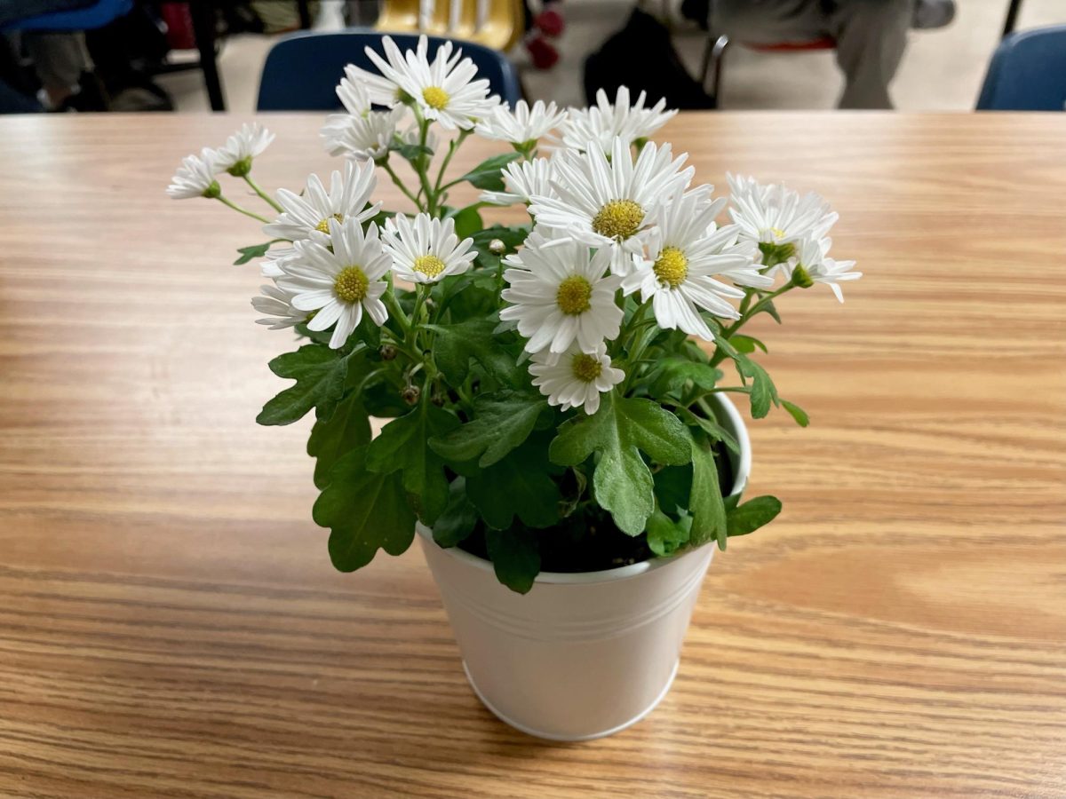 A pot of flowers on a desk in the Journalism classroom 