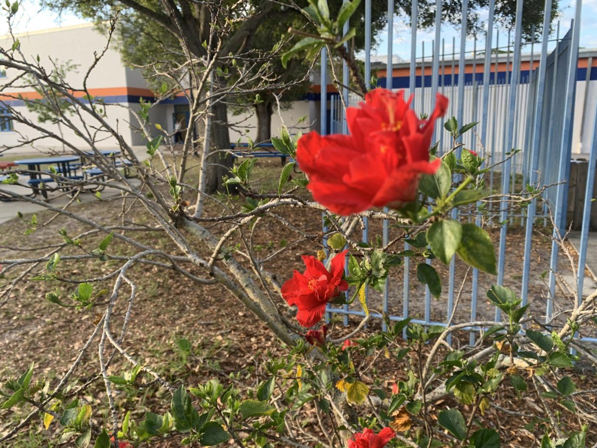 Rosa Altissimo is a hybrid tea rose cultivator. It was introduced by the French rose breeder Francis Meilland in 1966. These flowers have slightly sweet fragrance to them. This flower can handle both the heat and the cold. There are also not many thorns that grow around this flower.  