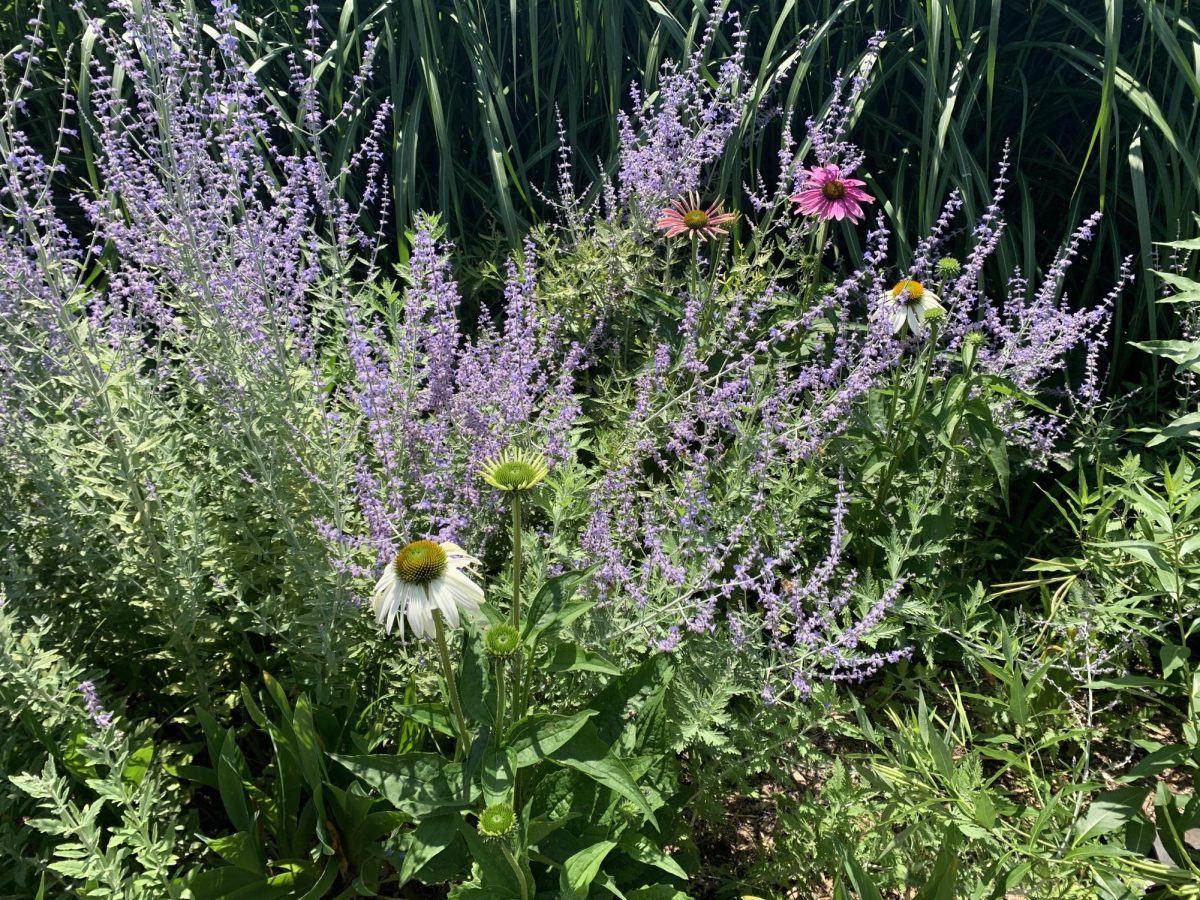 Russian Sage belong to the Lamiaceae family. It is native to Central Asia and and Iran. This plant can grow up to 3-4 feet tall and 2-4 feet wide. During the summertime, bees are attracted to it because the plant produces spikes of small, violet-blue flowers. Russian sage love the heat. Not only loves it, it thrives in warmer and drier climates.  