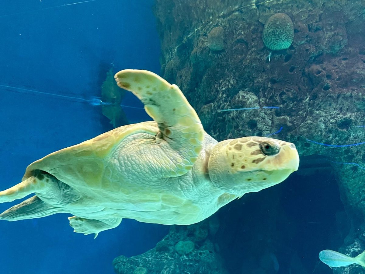 This+picture+captured+a+sea+turtle+at+The+Aquarium+in+Tampa.