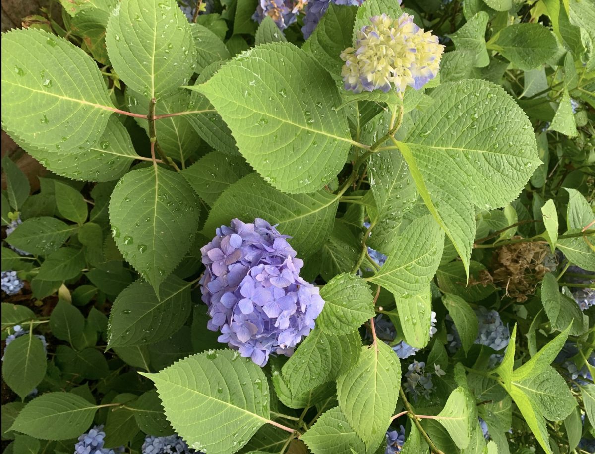 Bigleaf hydrangeas can change the colors of their petals depending on the PH level of the soil that they are planted in. If the soil is more acidic, the flowers tend to be blue, while alkaline soil produces pink flowers. 