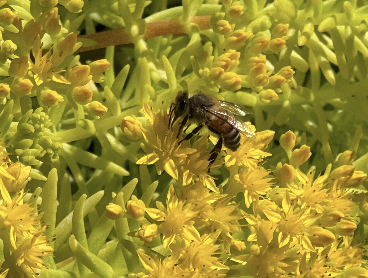 Reflexed Stonecrop is also known as Sedum reflexum, it is a type of succulent plant. It's also known for its ability to reflex or bend backwards when touched. This plant can tolerate a variety of climates but are well suited for rock gardens. 