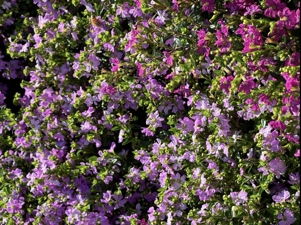 False heather are not true heathers, but a member of the Erica family. They are drought-tolerant plants which mean they can handle periods of dryness without needing a lot of water. They can thrive in many different conditions, they are a good choice for gardens in areas with mild to moderate winters. 