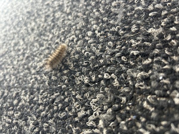 A caterpillar found in the hallway towards the auditorium of Osceola Fundamental High School slipped in undetected.