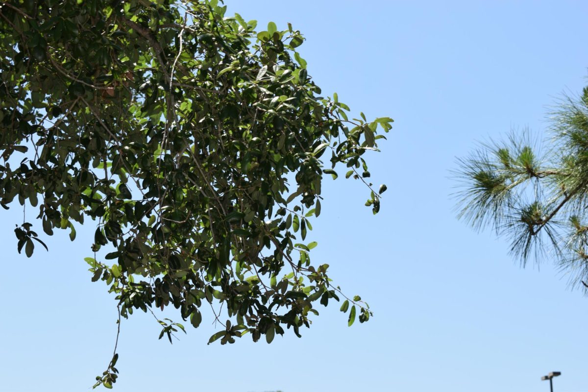 Trees hang over the staff parking lot.