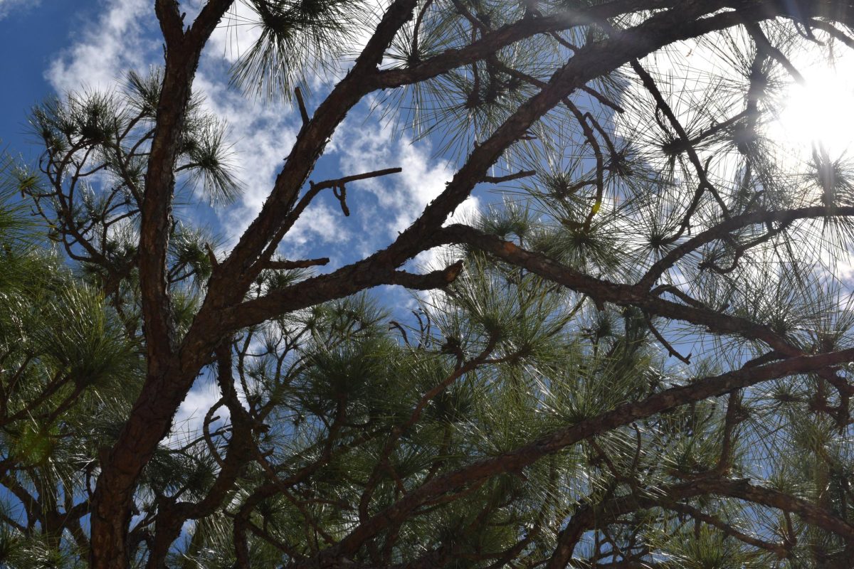 Looking up at the sky