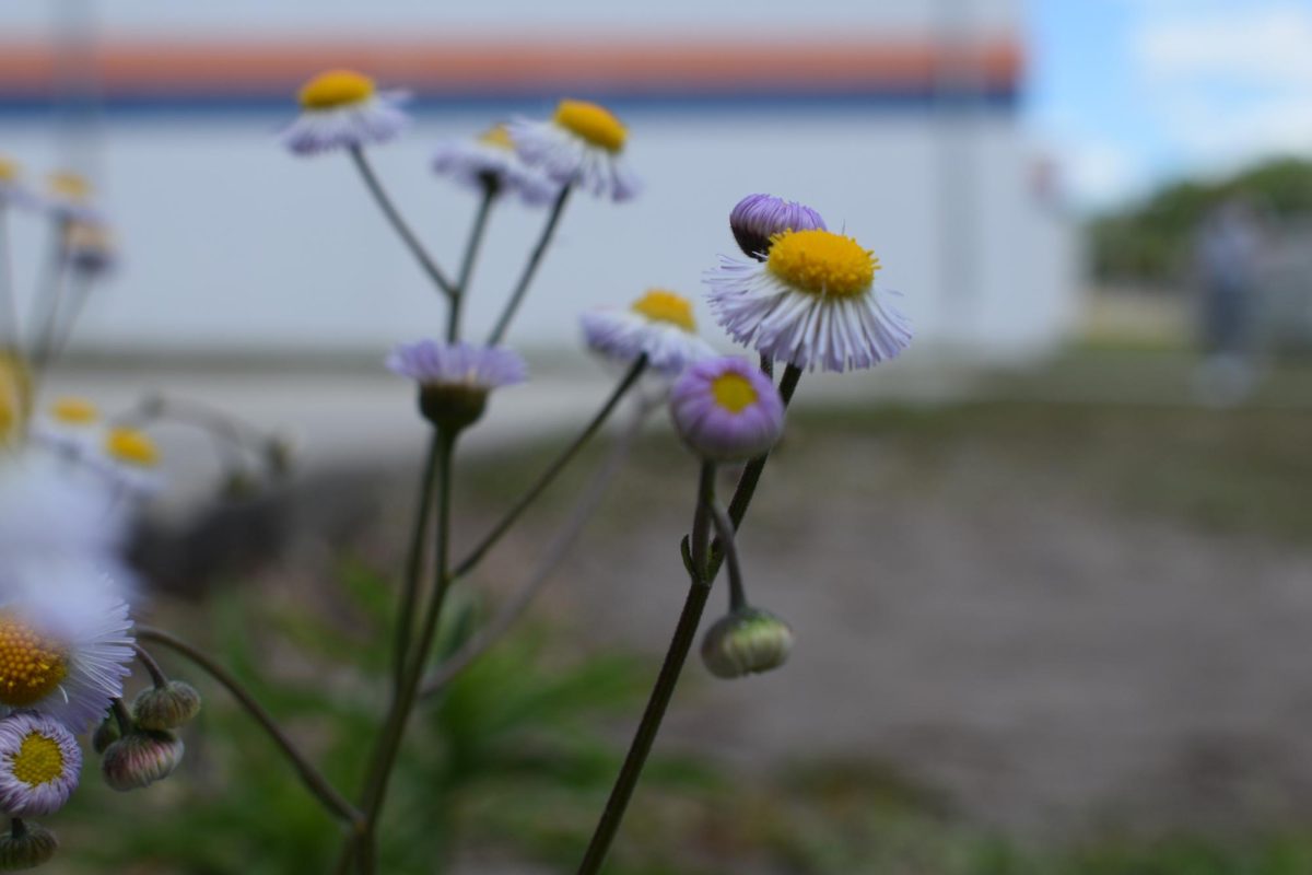 Small flowers