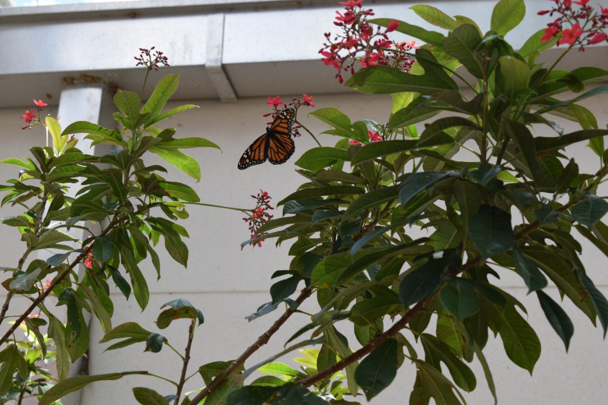 Nature sightings
