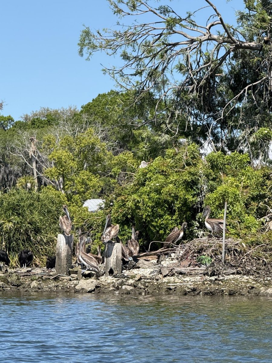 These pelicans were taken on an island at Crystal River. 