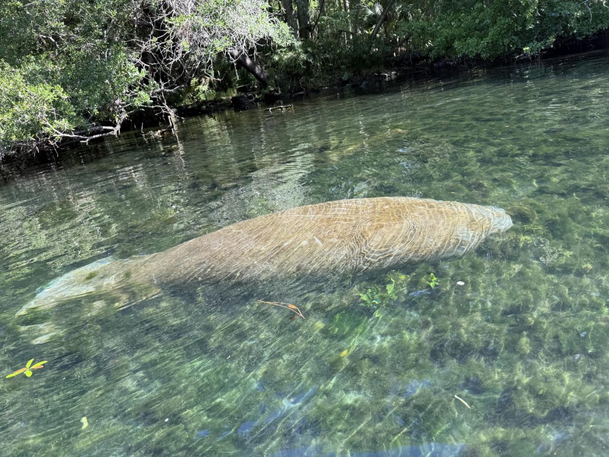 This manatee was taken at Chassahowitzka River Campground.