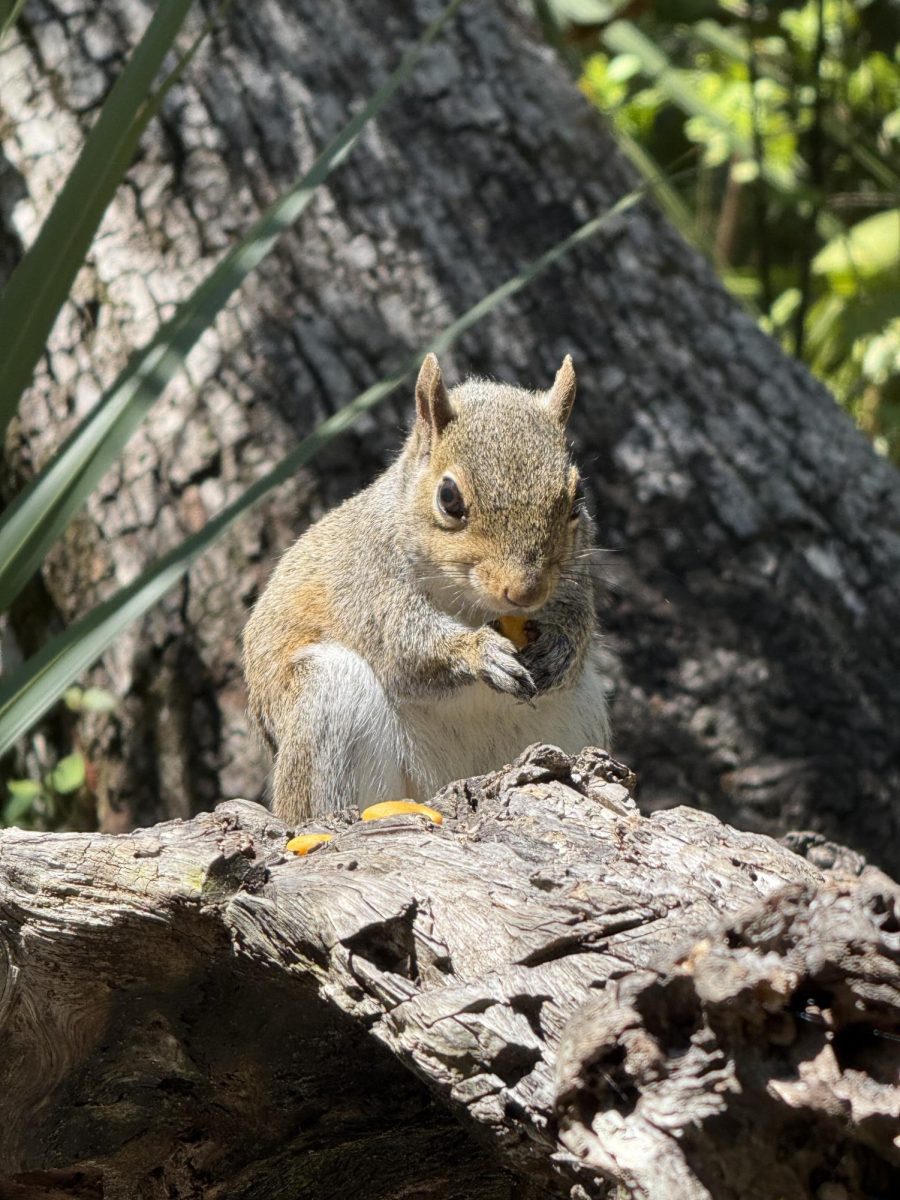 This squirrel was taken at Chassahowitzka River Springs.