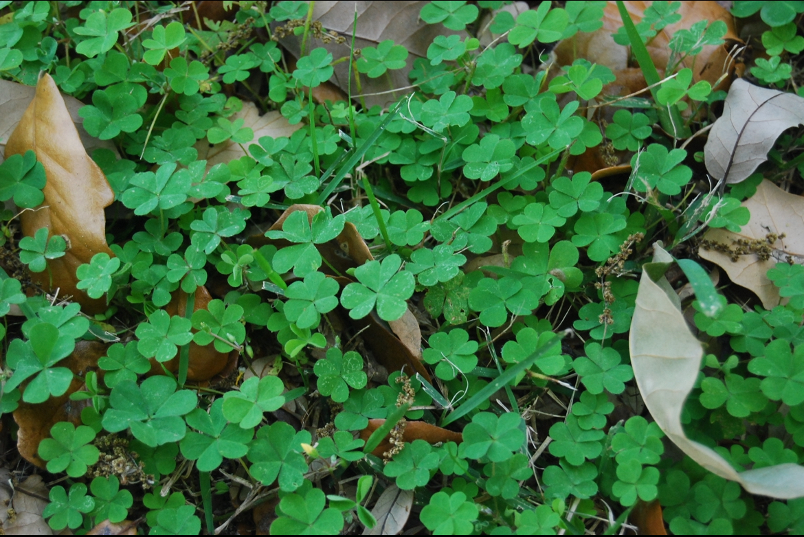 You can find spring in every place you look, even on the ground as small clovers begin to sprout in people's yards covering dead winter leaves. 