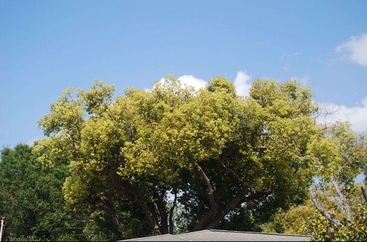 As warmer weather magnifies our area, pollen begins to fall from trees to many allergic people's dismay. 
