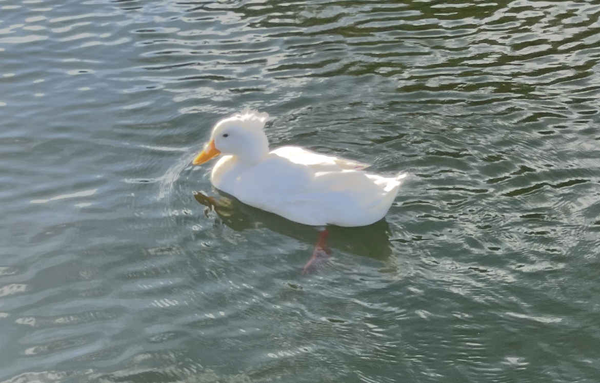 As water is finally getting warm enough to go for a swim, ducks and other wildlife start appearing around Rainbow River.
