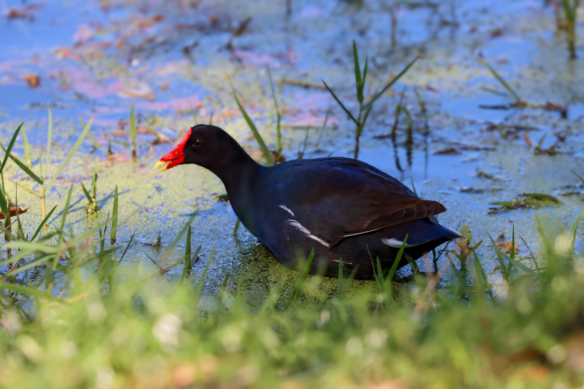 Common Moorhen