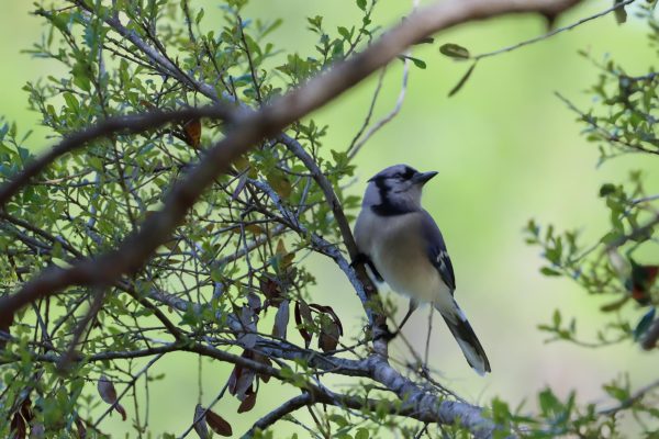 Adorable Flyers at Lake Seminole