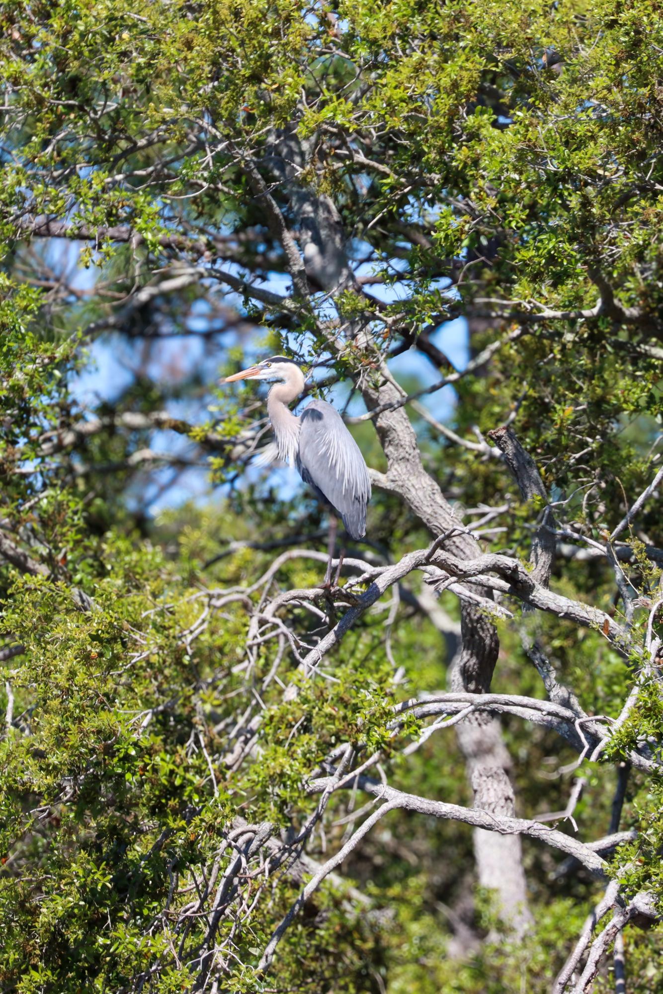 Great Blue Heron
