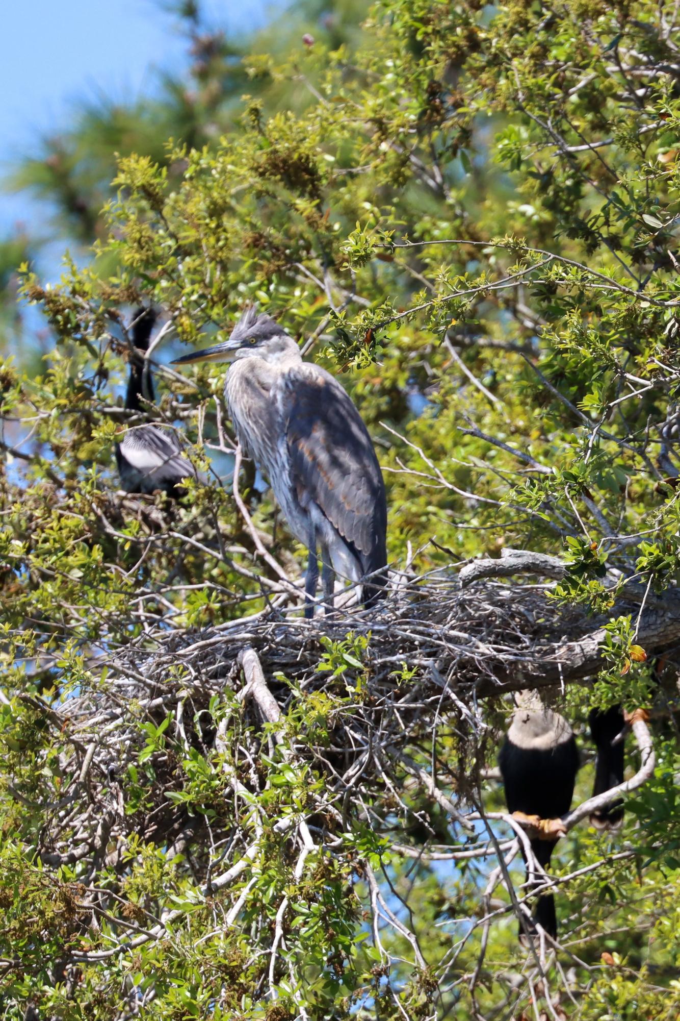 Great Blue Heron