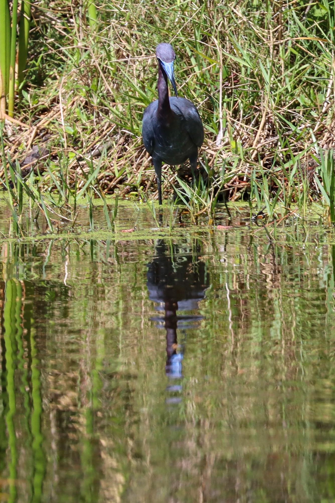 Little Blue Heron