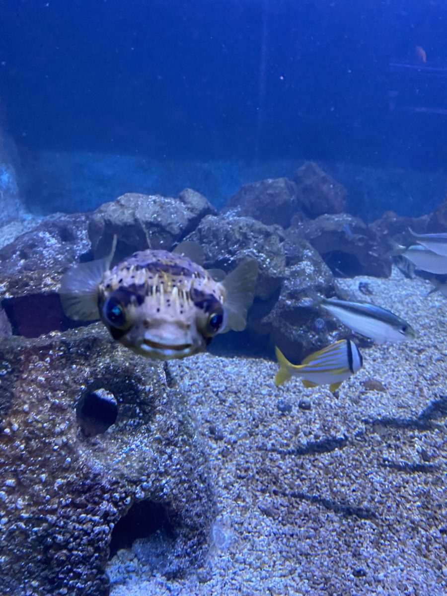 This puffer fish was taken in the keys in the Key West Aquarium.