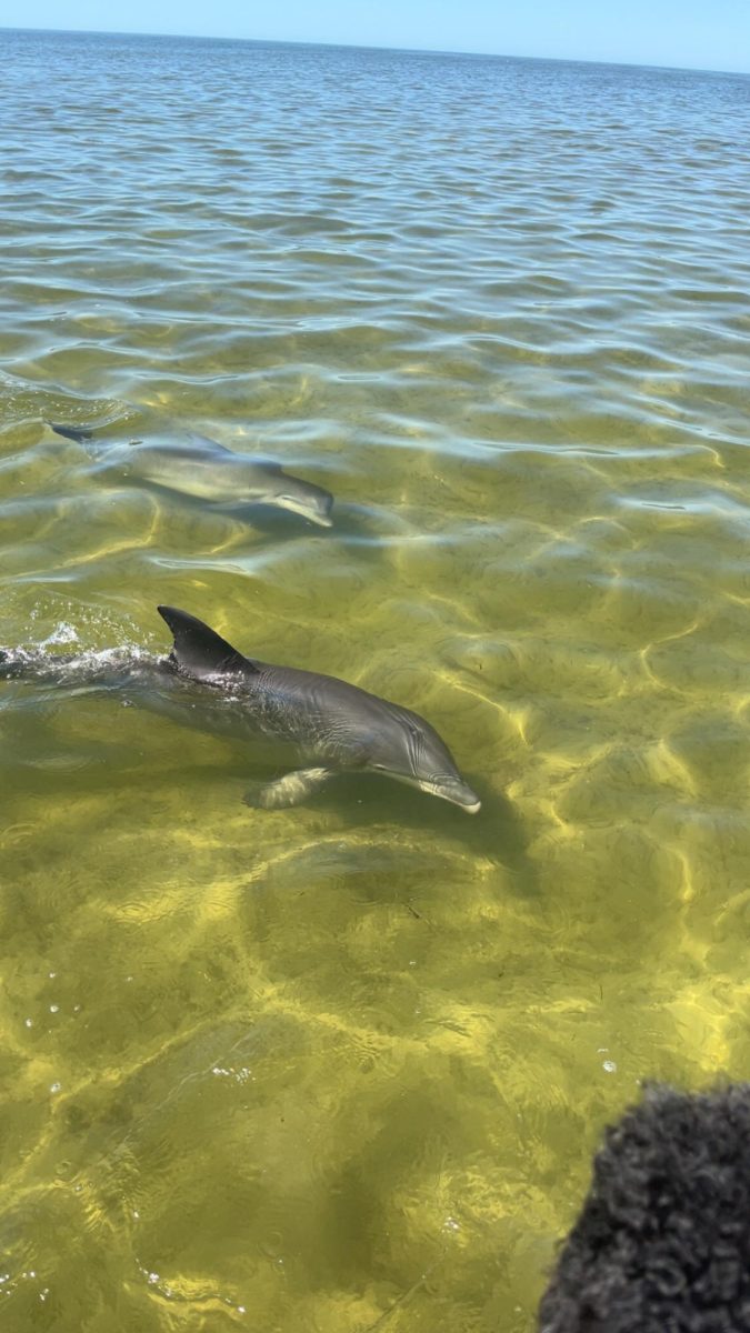 These dolphins were taken right out of the Weeki Wachee River.