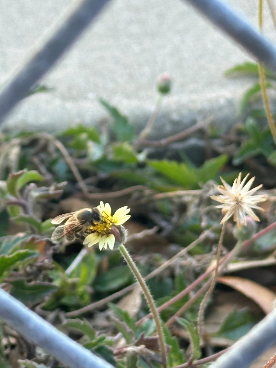 Busy bees